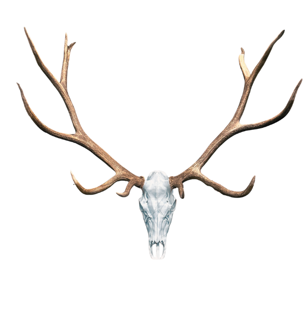 Signature Bull Elk