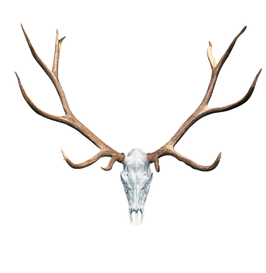 Signature Bull Elk