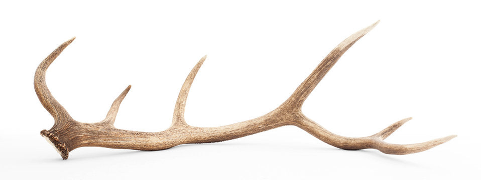 Naturally Shed Elk Antler,  Modern Decorative Accent