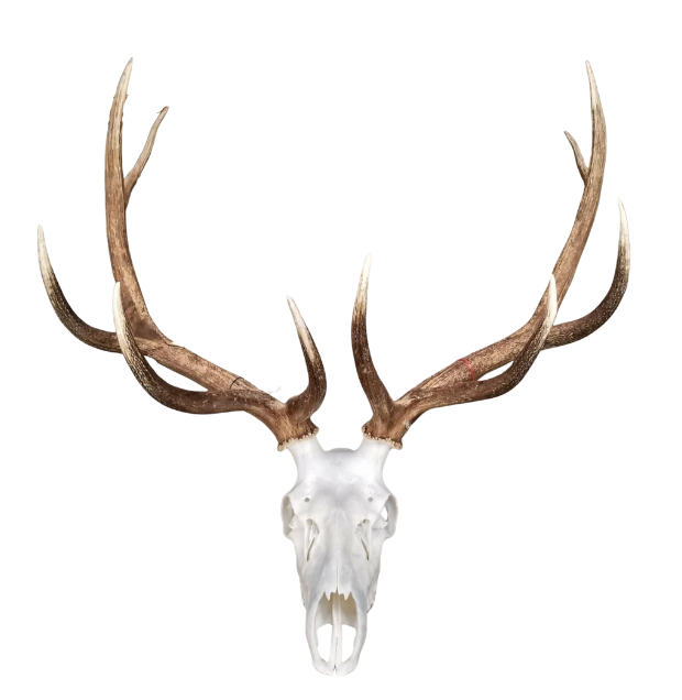 Legacy Bull Elk