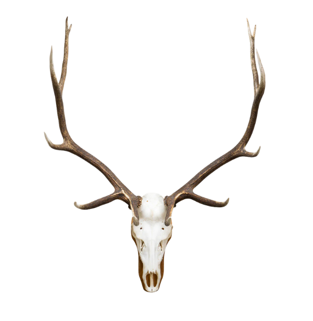 Heritage Bull Elk