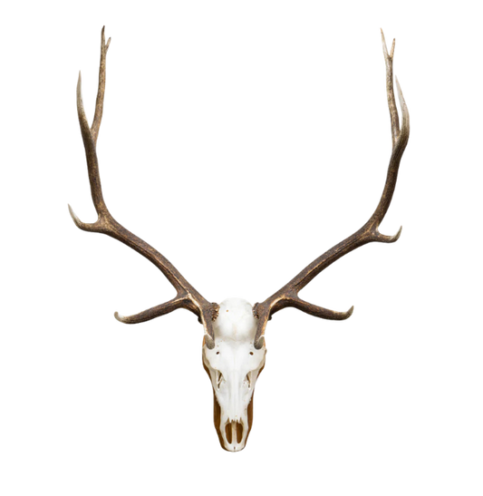Heritage Bull Elk