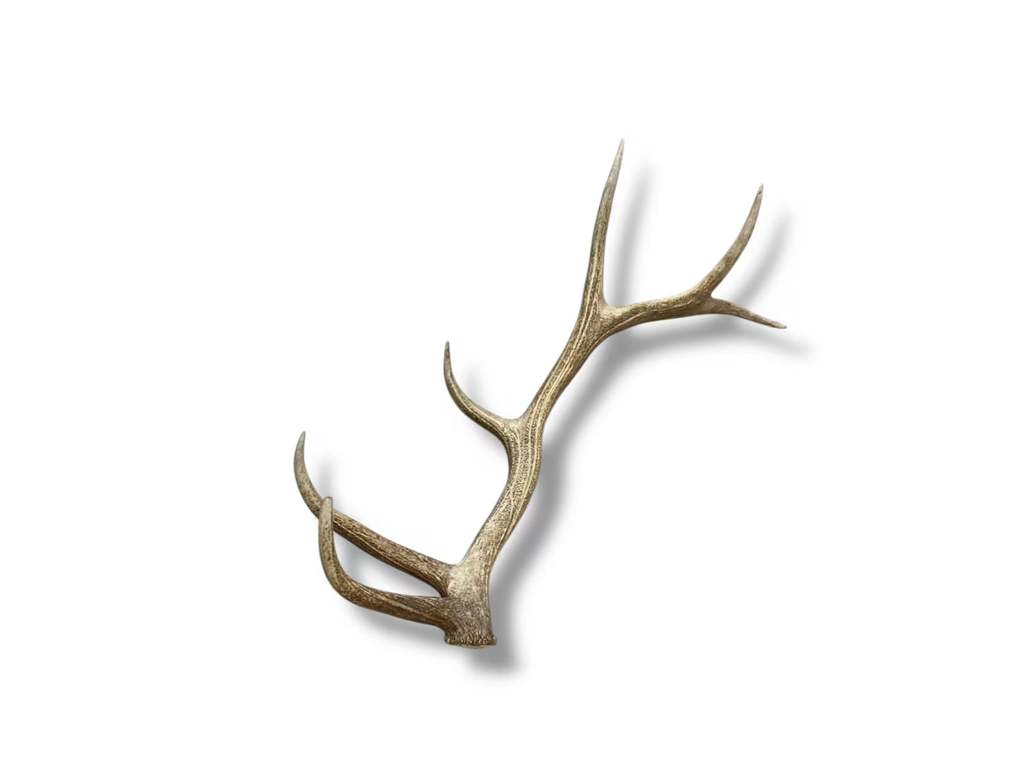 Naturally Shed Elk Antler,  Modern Decorative Accent